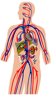 Que Organos Hay Al Lado Derecho Del Cuerpo Humano